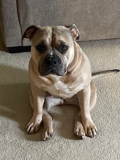 Korah