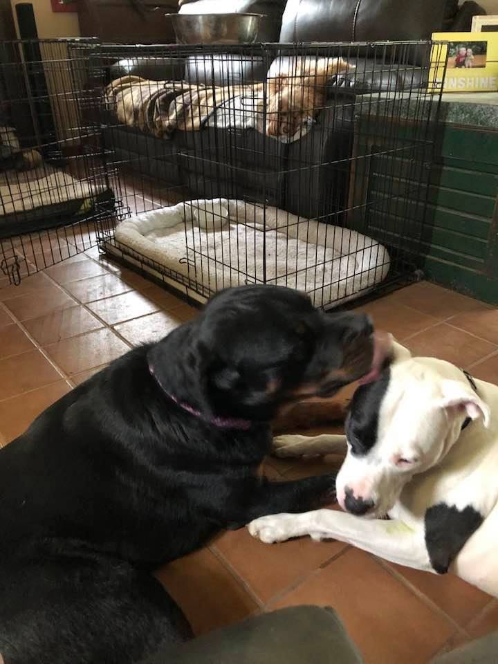 Ryker & Lovie